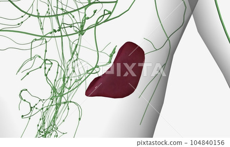 The circulation of the lymphatic system in the body and its rela The circulation of the lymphatic system in the body and its rela 104840156