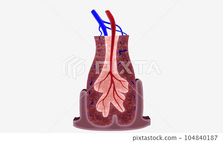 The spleen supports the lymphatic system by filtering blood and producing white blood cells, or lymphocytes The spleen supports the lymphatic system by filtering blood and producing white blood cells, or lymphocytes 104840187