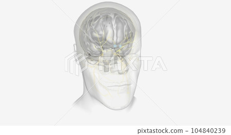 Trigeminal Nerve and Ophthalmic Nerve 104840239