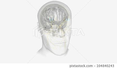 Trigeminal Nerve and Ophthalmic Nerve 104840243
