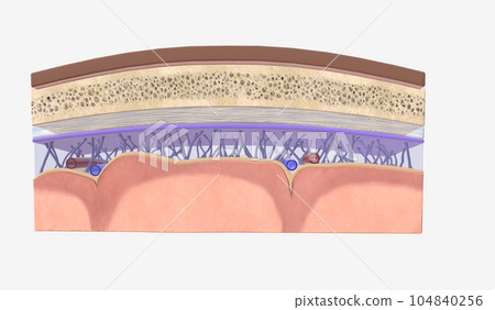 Intracranial Pressure and Cerebrospinal Fluid Intracranial Pressure and Cerebrospinal Fluid 104840256