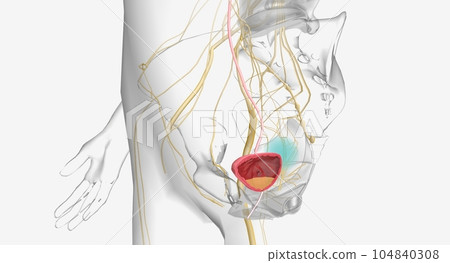 Urinary incontinence is the loss of bladder control Urinary incontinence is the loss of bladder control 104840308