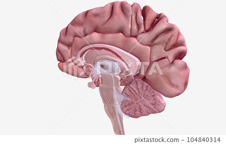 Progression of Multiple Sclerosis Sagittal View Progression of Multiple Sclerosis Sagittal View 104840314