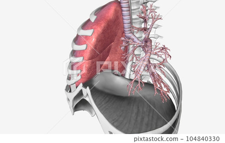 Lower respiratory tract bronchi and lungs 104840330
