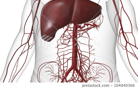 The Liver is Role with Cholesterol 104840366