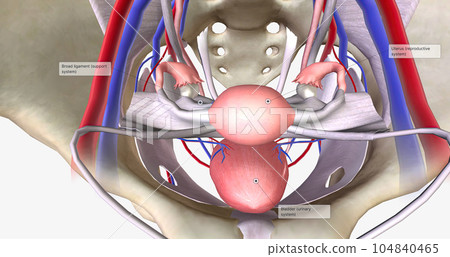 The female pelvis is a bowl-shaped cavity within the hip bones that contains reproductive, urinary, and digestive organs The female pelvis is a bowl-shaped cavity within the hip bones that contains reproductive, urinary, and digestive organs 104840465