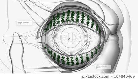 Meibomian glands are glands that are arranged vertically within the eyelid near the lashes. Meibomian glands are glands that are arranged vertically within the eyelid near the lashes. 104840469