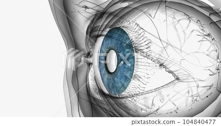 The iris is the colored part of the eye located between the cornea and lens. 104840477