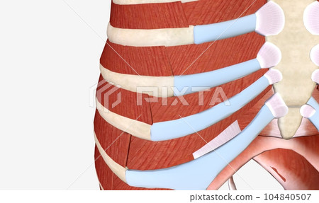 The main muscles of the thoracic wall include the intercostals a 104840507