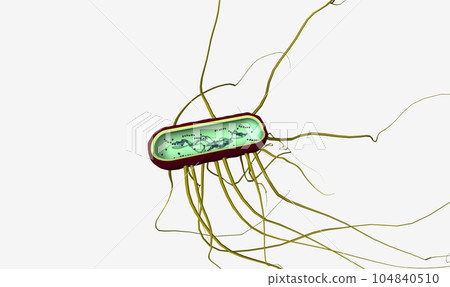 Salmonella is the name of a group of bacteria. 104840510