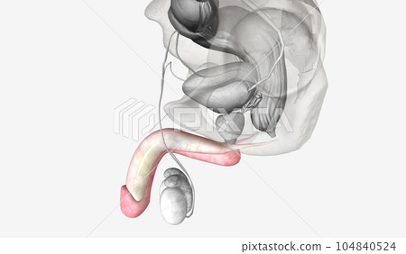 The penis is the largest part of the external male genitals The penis is the largest part of the external male genitals 104840524