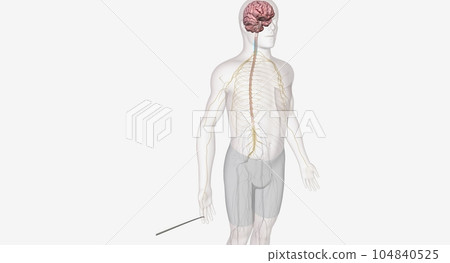Axons go to the central nervous system Axons go to the central nervous system 104840525