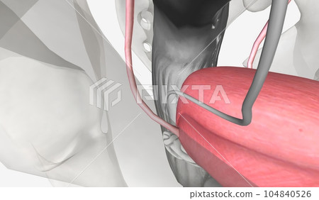 The urinary tract is comprised of the kidney, ureter, bladder, a The urinary tract is comprised of the kidney, ureter, bladder, a 104840526