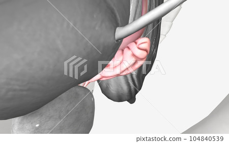 Sperm pathway in the male reproductive system, Seminal vesicle 104840539