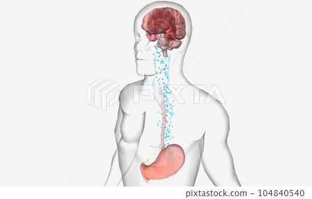 The Hunger Signalling (Ghrelin Secretion) 104840540