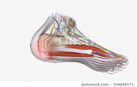 The Microtears in plantar fascia The Microtears in plantar fascia 104840571