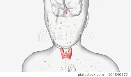 The thyroid is a gland at the base of the neck that helps regulate metabolism. The thyroid is a gland at the base of the neck that helps regulate metabolism. 104840572