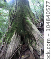 Cedar of Yakushima 021 104840577