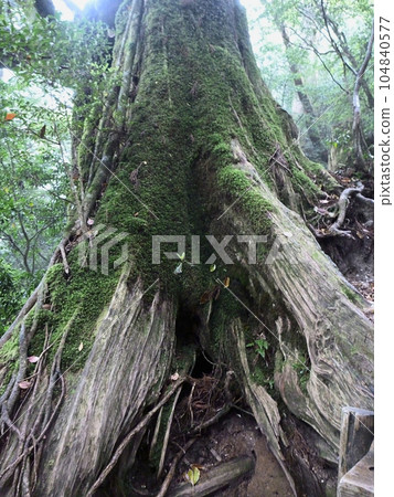 Cedar of Yakushima 021 104840577