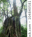 Cedar of Yakushima 022 104840581