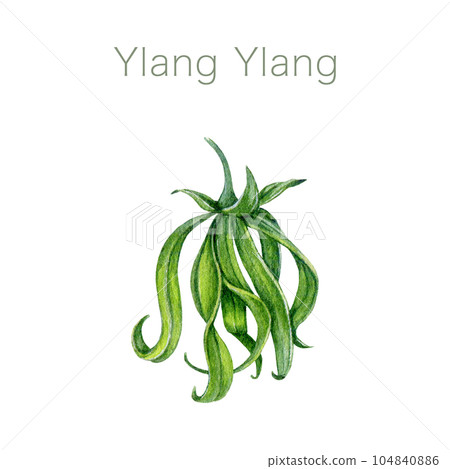 Ylang ylang flower bud watercolor illustration. Cananga odorata tropical aroma scented young blossom. Watercolor hand painted ylang ylang botanical flower fresh fragrance element. White background 104840886