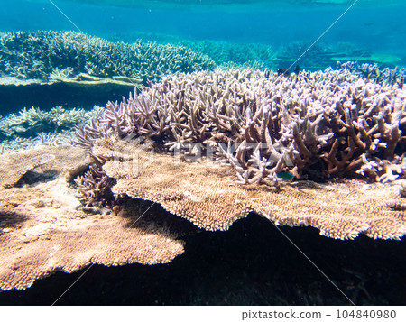 在Yae沙丘的珊瑚礁 104840980