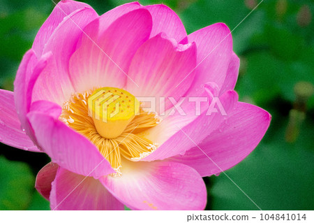 blooming lotus flower 104841014