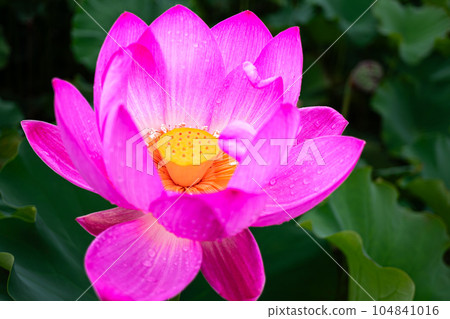 blooming lotus flower blooming lotus flower 104841016