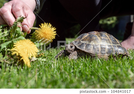 A man feeds a domestic turtle walking in the grass during the day. Take care of your pet A man feeds a domestic turtle walking in the grass during the day. Take care of your pet 104841017