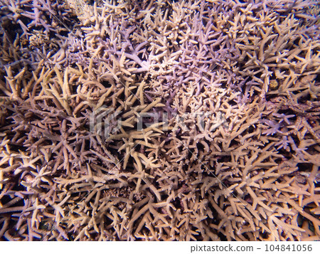 Coral reef at Yae dune Coral reef at Yae dune 104841056