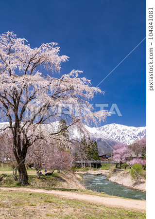 《長野縣》櫻花盛開的白馬村 大出公園 俯瞰北阿爾卑斯山 《長野縣》櫻花盛開的白馬村 大出公園 俯瞰北阿爾卑斯山 104841081