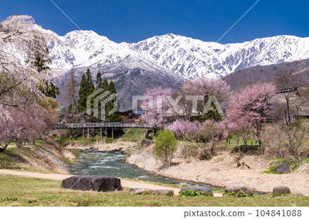 《長野縣》櫻花盛開的白馬村 大出公園 俯瞰北阿爾卑斯山 104841088