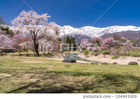 《長野縣》櫻花盛開的白馬村 大出公園 俯瞰北阿爾卑斯山 104841089