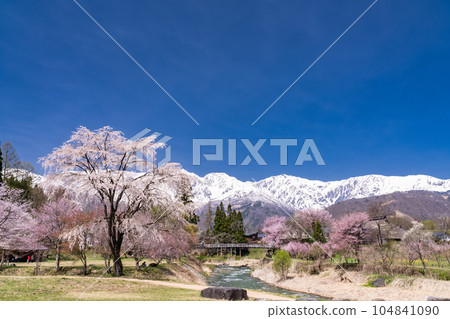 《Nagano Prefecture》Hakuba Village with cherry blossoms in full bloom Oide Park overlooking the Northern Alps 104841090