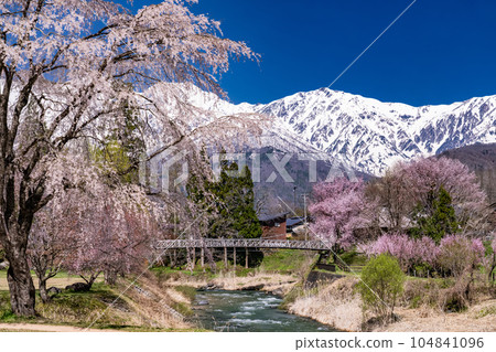 《長野縣》櫻花盛開的白馬村 大出公園 俯瞰北阿爾卑斯山 104841096