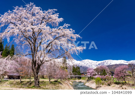 《Nagano Prefecture》Hakuba Village with cherry blossoms in full bloom Oide Park overlooking the Northern Alps 《Nagano Prefecture》Hakuba Village with cherry blossoms in full bloom Oide Park overlooking the Northern Alps 104841099