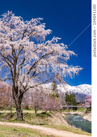 《長野縣》櫻花盛開的白馬村 大出公園 俯瞰北阿爾卑斯山 104841100
