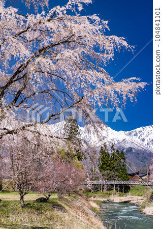 《長野縣》櫻花盛開的白馬村 大出公園 俯瞰北阿爾卑斯山 104841101