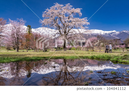 《Nagano Prefecture》Hakuba Village with cherry blossoms in full bloom Oide Park overlooking the Northern Alps 《Nagano Prefecture》Hakuba Village with cherry blossoms in full bloom Oide Park overlooking the Northern Alps 104841112