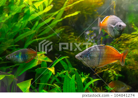 Boeseman's rainbowfish, Melanotaenia boesemani swimming in aquarium water wtih green algae Boeseman's rainbowfish, Melanotaenia boesemani swimming in aquarium water wtih green algae 104841274