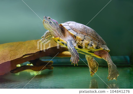 Domestic red eared turtle, Trachemys scripta, pond slider swims in aquarium water Domestic red eared turtle, Trachemys scripta, pond slider swims in aquarium water 104841276