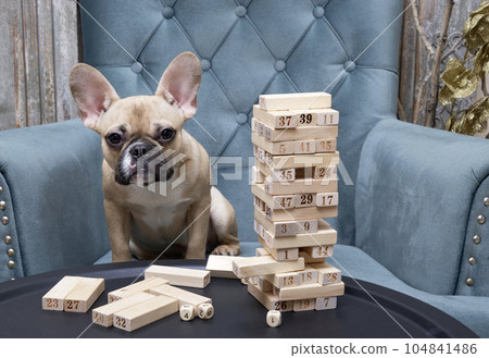 Board game - assembled tower of wooden blocks and bulldog leaning over the table. Board game - assembled tower of wooden blocks and bulldog leaning over the table. 104841486