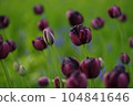 Tulip field 104841646