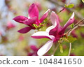 Magnolia 104841650