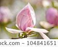 magnolia bud 104841651