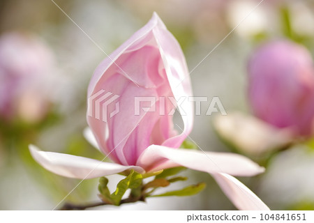 玉蘭花蕾 104841651