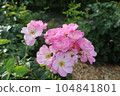 Pink rose in full bloom 104841801