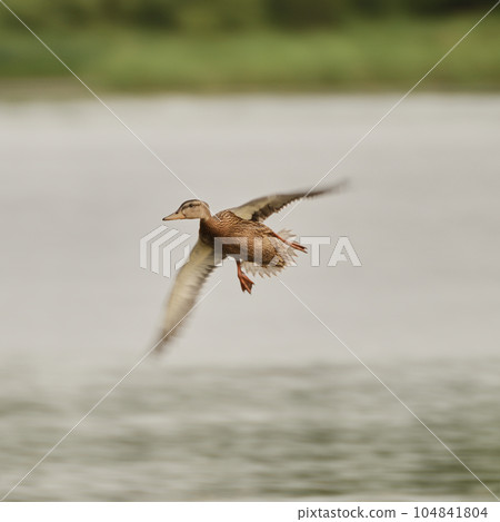 Duck landing from air to water 104841804
