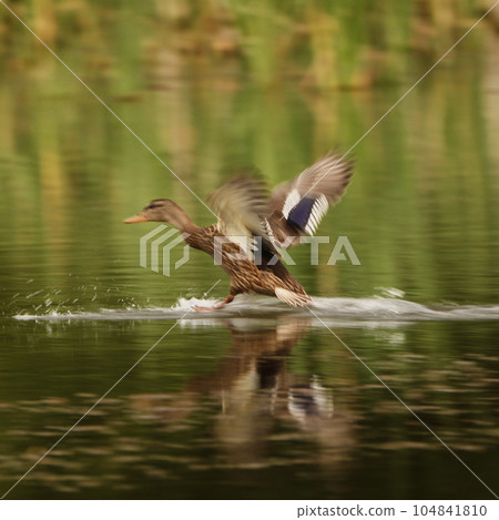 Duck landing from air to water 104841810
