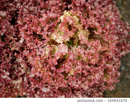 Lollo Rosso farm lettuce red fresh bio curly Lactuca sativa harvest farmer freshly growth bio harvesting vegetable spring stem stalk farming grows vegetables sails ecology garden, growing Europe 104841879